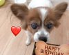 つばきファクトリー浅倉樹々「今日5月3日は、、愛犬チャーリーのお誕生日です、誰よりも大切で大好きだよ。」