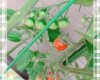 工藤由愛ちゃんが学校の技術でミニトマトの鉢植えを育てている件