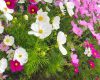 【カントリー・ガールズ】小関舞「コスモスが一番好きな花です」