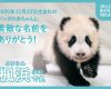 「和歌山アドベンチャーワールドのパンダのハロプロ率が異常」と話題