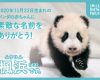 【朗報】和歌山アドベンチャーワールドのパンダのハロプロ率が異常