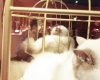 宮本佳林『鏡に映ってる猫ちゃんを撮ってみよう！オシャレっぽいじゃーん！って撮ってみた結果。。こわ。』
