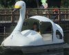 島倉りか「一人で乗る井の頭公園スワンボート」